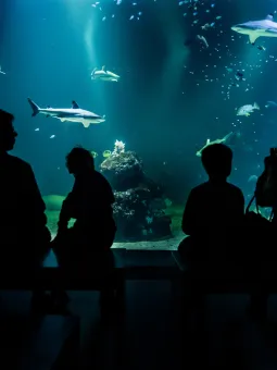 Framför oceantanken inne i Akvariehallen sitter en familj på en bänk och tittar på hajarna som simmar där inne.