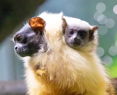 En tvåfärgad tamarinunge sitter på ryggen på en annan tamarin.