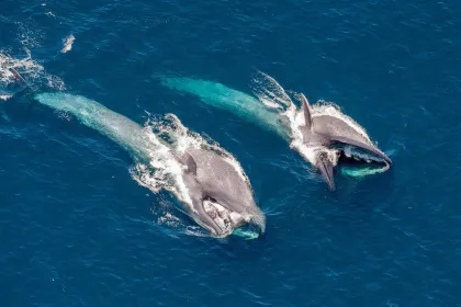 PACKAGE: Admission + Blue Whales 2D (Swedish audio)