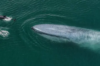 PACKAGE: Admission + Blue Whales 2D (Swedish audio)