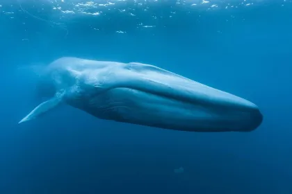 PACKAGE: Admission + Blue Whales 2D (Swedish audio)