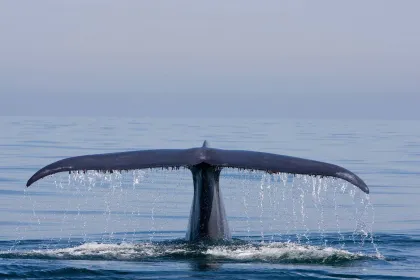 KVÄLLSFÖRESTÄLLNING: Blue Whales 2D (engelskt tal)