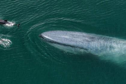 KVÄLLSFÖRESTÄLLNING: Blue Whales 2D (engelskt tal)