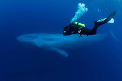 KVÄLLSFÖRESTÄLLNING: Blue Whales 2D (engelskt tal)