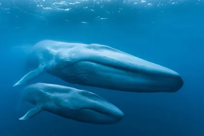 KVÄLLSFÖRESTÄLLNING: Blue Whales 2D (engelskt tal)