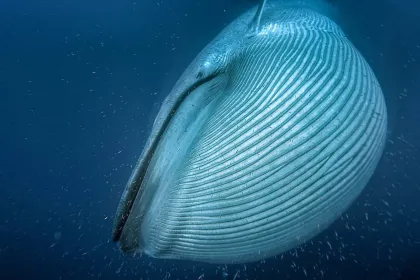 KVÄLLSFÖRESTÄLLNING: Blue Whales 2D (engelskt tal)