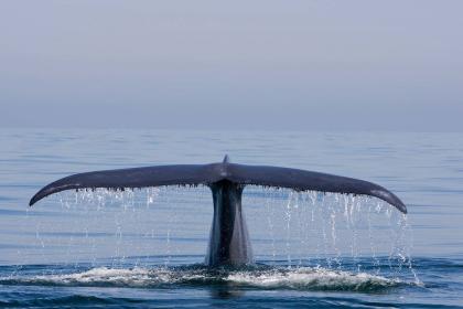 Blue Whales: Return of the Giants (English audio)