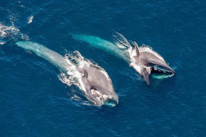Blue Whales 2D