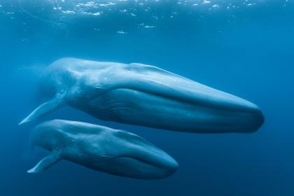 Två blåvalar som simmar i havet