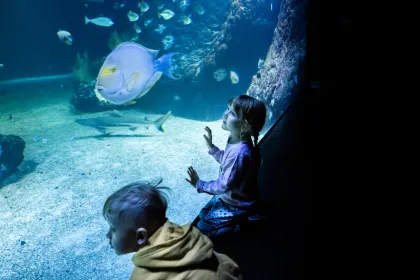 Framme vid oceantankens tjocka glas sitter två barn och spanar på hajarna som simmar där inne.