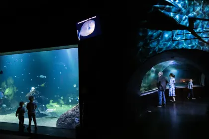 Inne i Akvariehallen syns flera människor som tittar på fiskar och hajar som bor där.