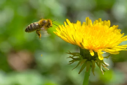 Bi samlar pollen från maskros.