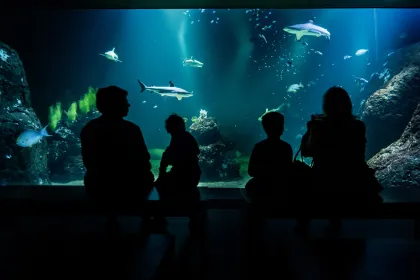 En familj sitter framför oceantanken inne i Akvariehallen och tittar på de svartfenade revhajarna.
