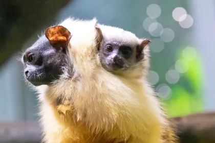 En tvåfärgad tamarinunge sitter på ryggen på en annan tamarin.