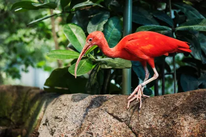 En röd Ibis från går inne i Regnskogen