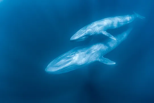 Blåvalar, mamma och kalv, under vatten.