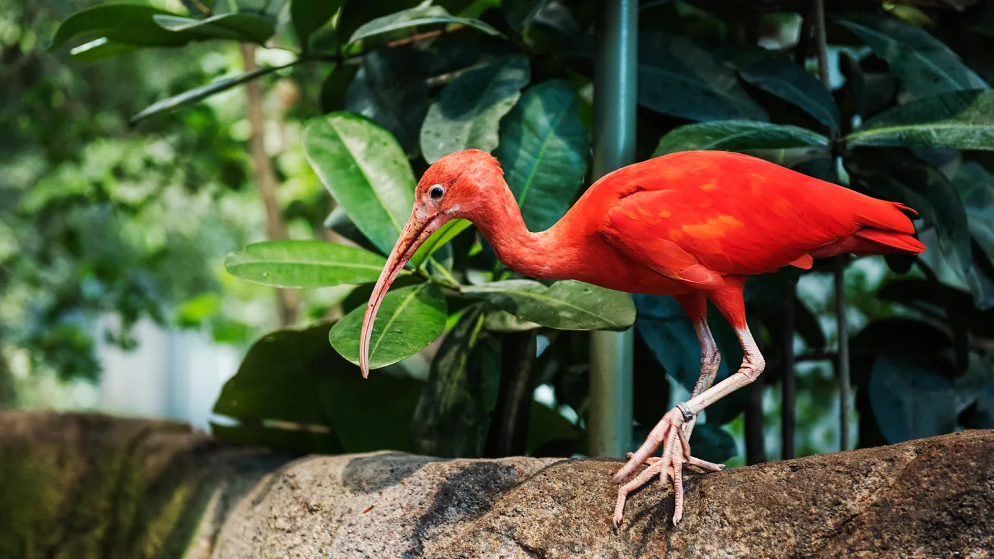 En röd Ibis från går inne i Regnskogen